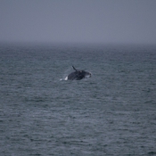 10hermanus022