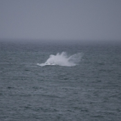 10hermanus023