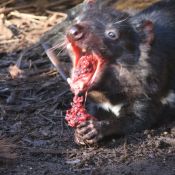 tasmanien007