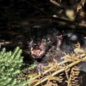 tasmanien008
