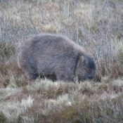 tasmanien023