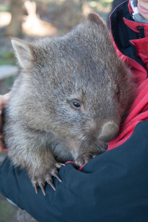 tasmanien002