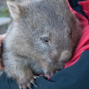 tasmanien002