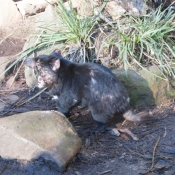 tasmanien005
