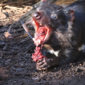 tasmanien007
