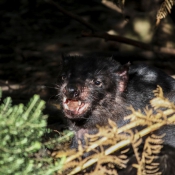 tasmanien008
