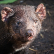 tasmanien009