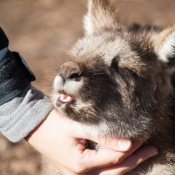 tasmanien010