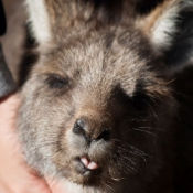 tasmanien011