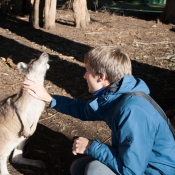 tasmanien012