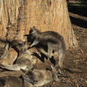 tasmanien014