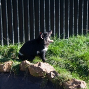 tasmanien015