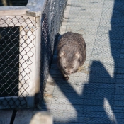 tasmanien021