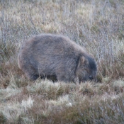 tasmanien023
