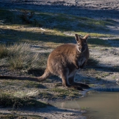 tasmanien030