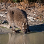 tasmanien031