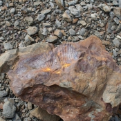 tasmanien045