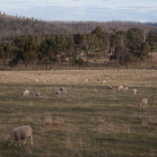 tasmanien047